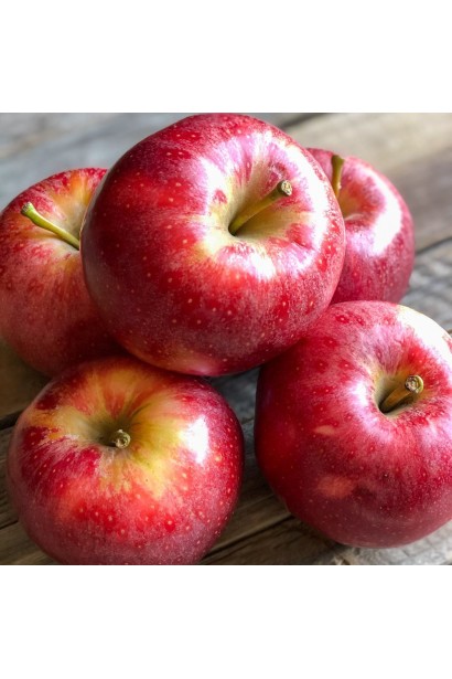 Яблуня ‘Гала Галексі’ 